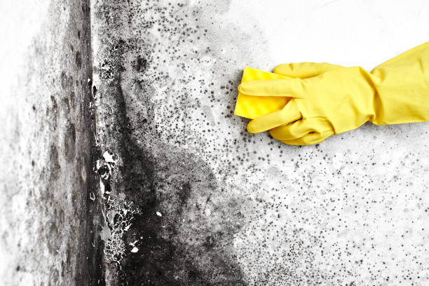 Best Emergency Mold Removal  in Skidmore, TX