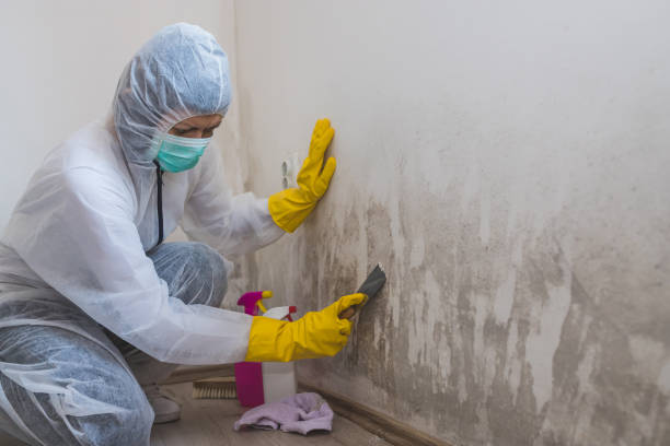 Best Office Mold Removal Services  in Skidmore, TX