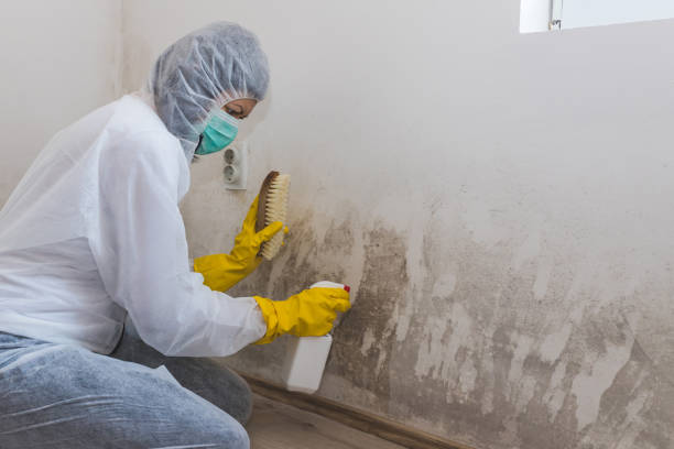 Best Mold Removal Company Near Me  in Skidmore, TX