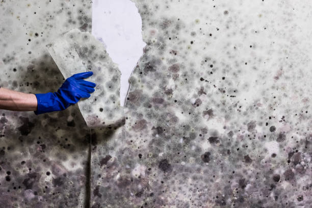 Skidmore, TX Mold Removal Company
