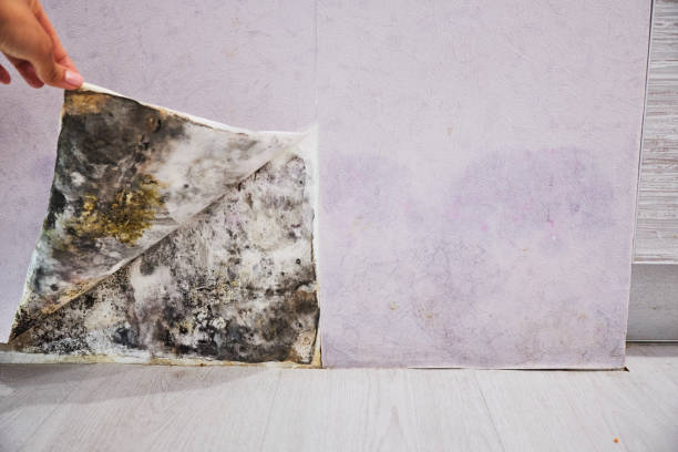 Best Mold Removal Company Near Me  in Skidmore, TX